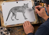 6 Layer Thylacine Tasmanian Tiger Stencil set