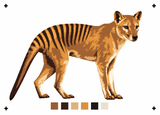 6 Layer Thylacine Tasmanian Tiger Stencil set