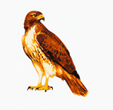 6 Layer Hawk art airbrush Stencil set template