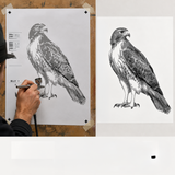 6 Layer Hawk art airbrush Stencil set template
