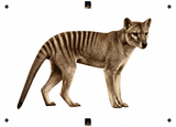 6 Layer Thylacine Tasmanian Tiger Stencil set