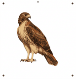 6 Layer Hawk art airbrush Stencil set template