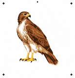 6 Layer Hawk art airbrush Stencil set template