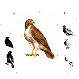 6 Layer Hawk art airbrush Stencil set template