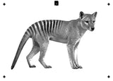 6 Layer Thylacine Tasmanian Tiger Stencil set